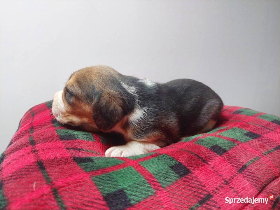 Szczeniaki rasy beagle piesek suczka