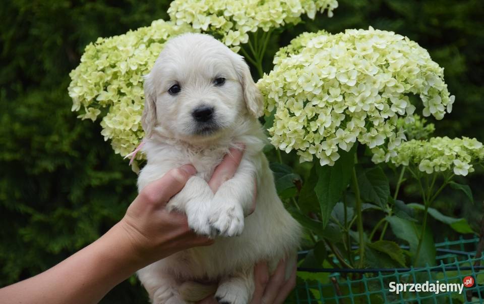 Golden Retriever szczenięta ZKWP FCI mazowieckie
