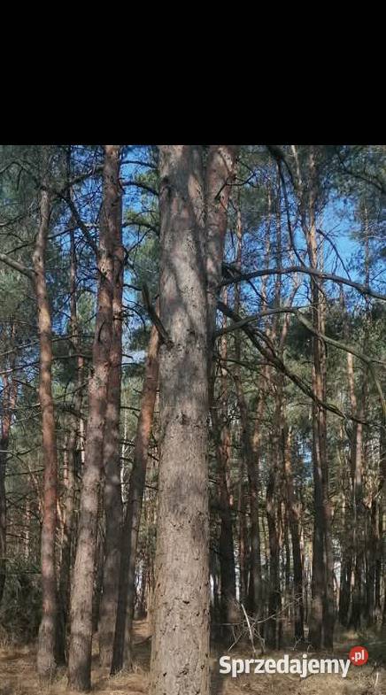Sprzedam sosny na pniu Radom sprzedam