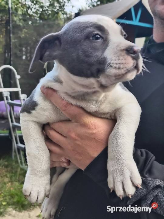 American Bully ABKC pies standard sprzedam