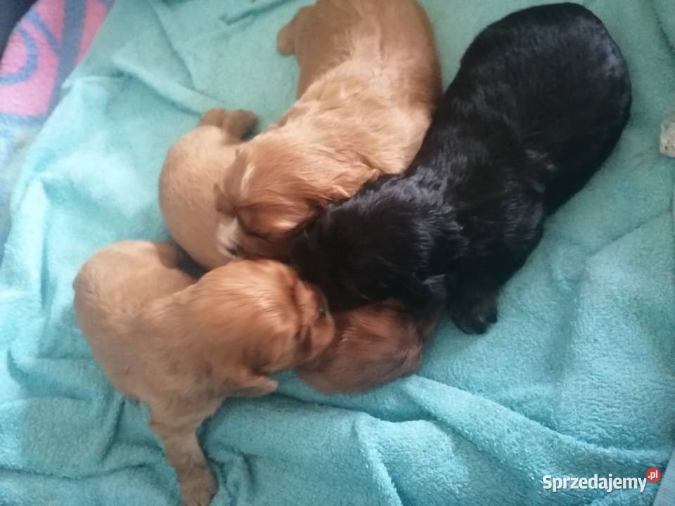 Suczka Cavalier King Charles spaniel Ruby Bt śląskie Tarnowskie Góry sprzedam