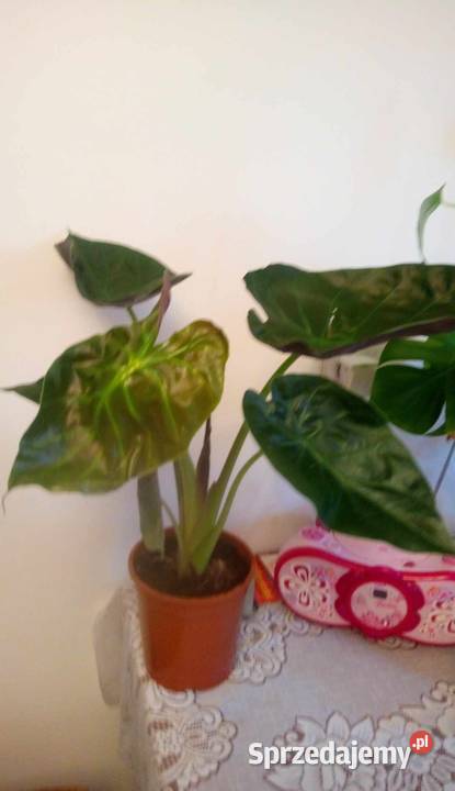 03Kwiaty doniczkowe Alokazja ucho słonia mazowieckie Warszawa