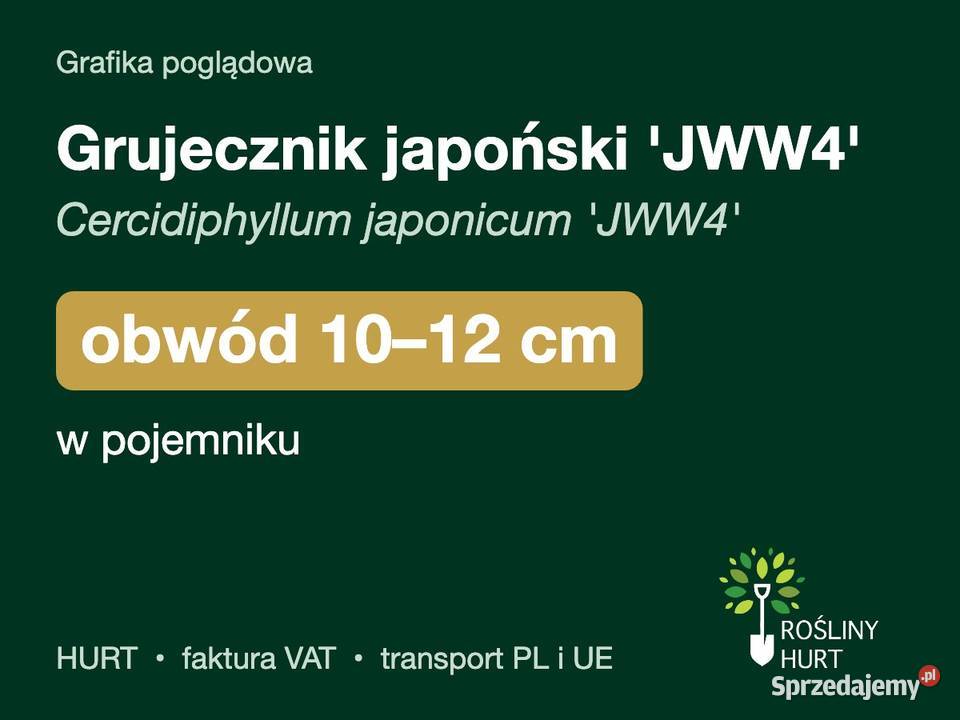 Grujecznik japoński JWW4 obwód 1012 w pojemniku sprzedam