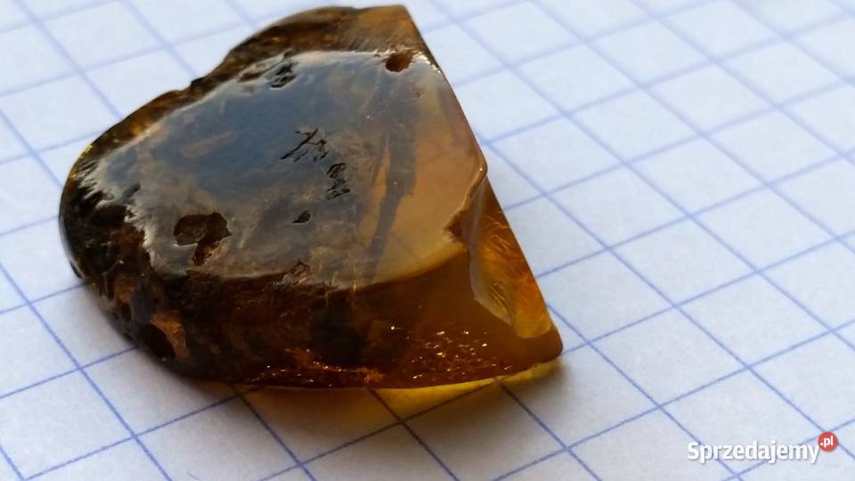 Drewno w bursztynie bałtyckim niebywały okaz Suszec