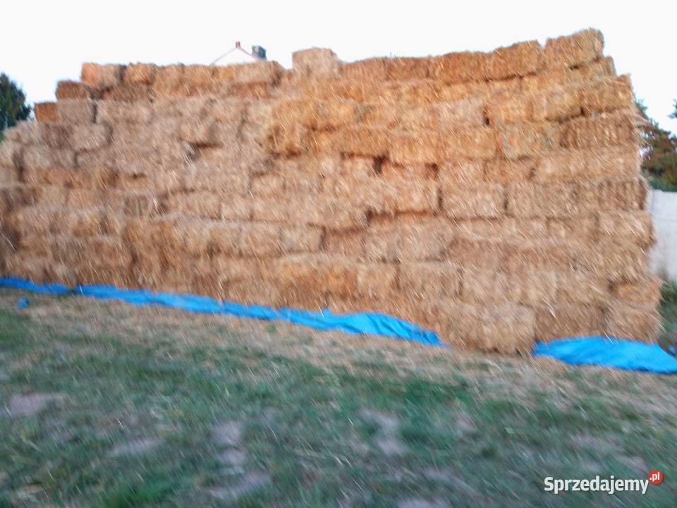 SłomaCiuki kostka duża ilość 3000 świętokrzyskie Bodzentyn