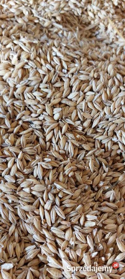 Sprzedam owies jeczmien jary i pszenice