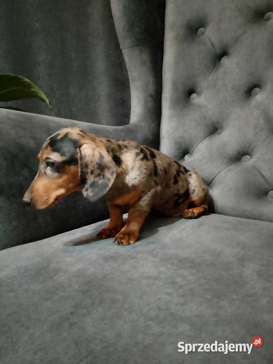 Jamnik merle piesek Żyrardów