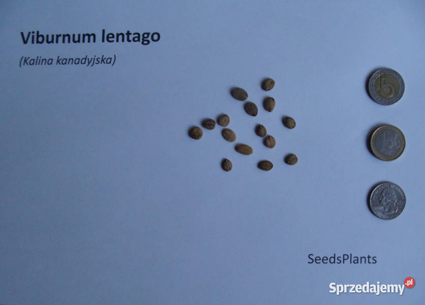 KALINA KANADYJSKA Viburnum lentago NASIONA 130 Nasiona Lubanie