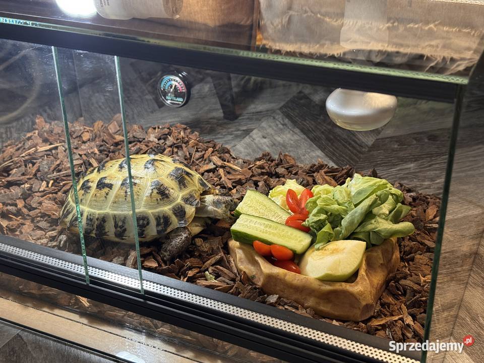Żółw stepowy 3 letni z terrarium Gliwice