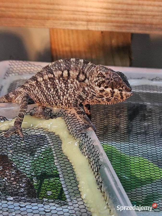 Kameleon lamparci Nosy Be True Blue Furcifer sprzedam