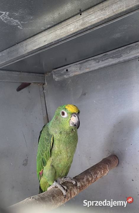 Amazonka Surinamska żółtoczelna 25r Ptaki Sulbiny