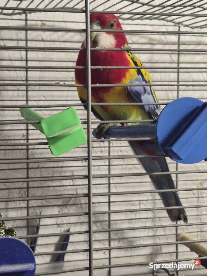 Rozella białolica opolskie Staniszcze Małe