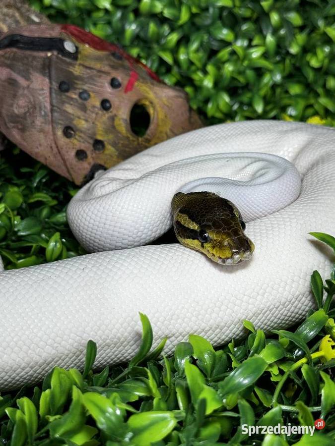 pyton królewski black pastel piebald bp pied Kraków sprzedam