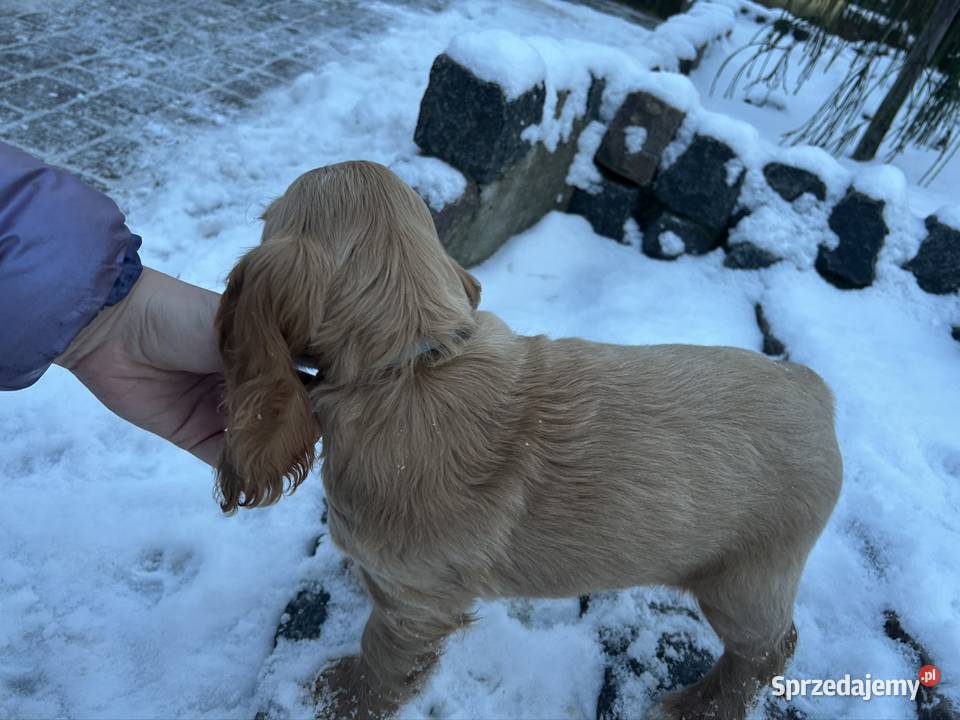 Cocker spaniel angielski łódzkie Celestynów