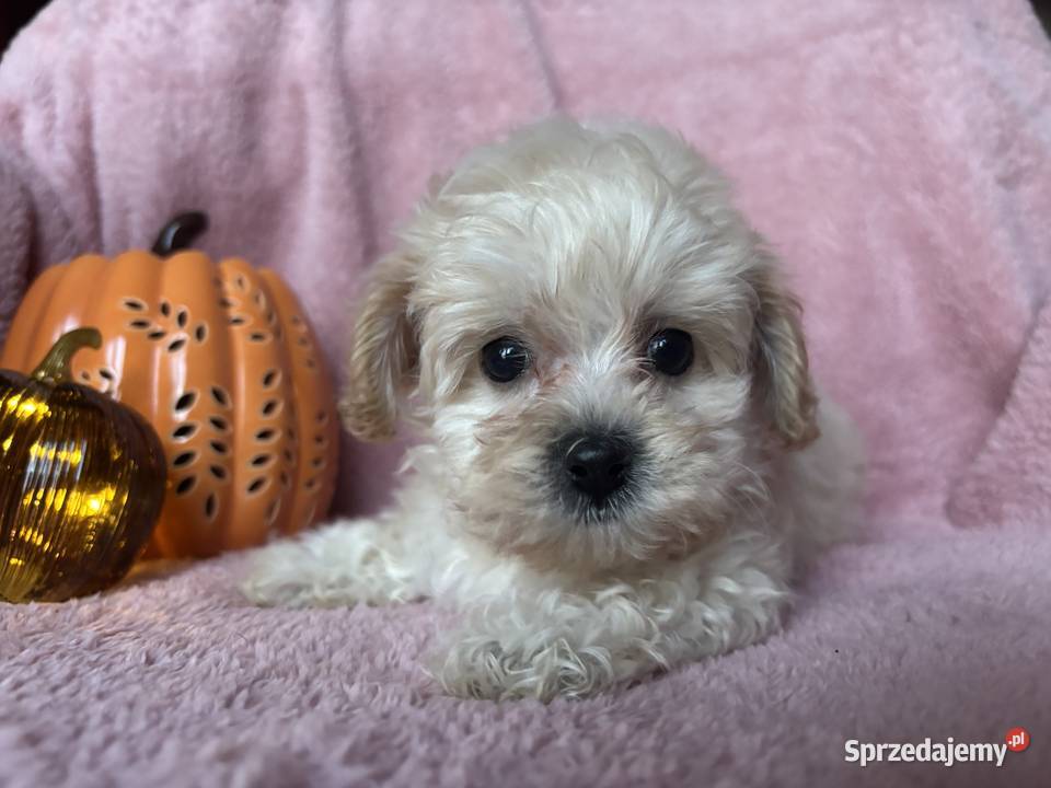 Sunia Maltipoo F1 biszkoptowa Pozostałe