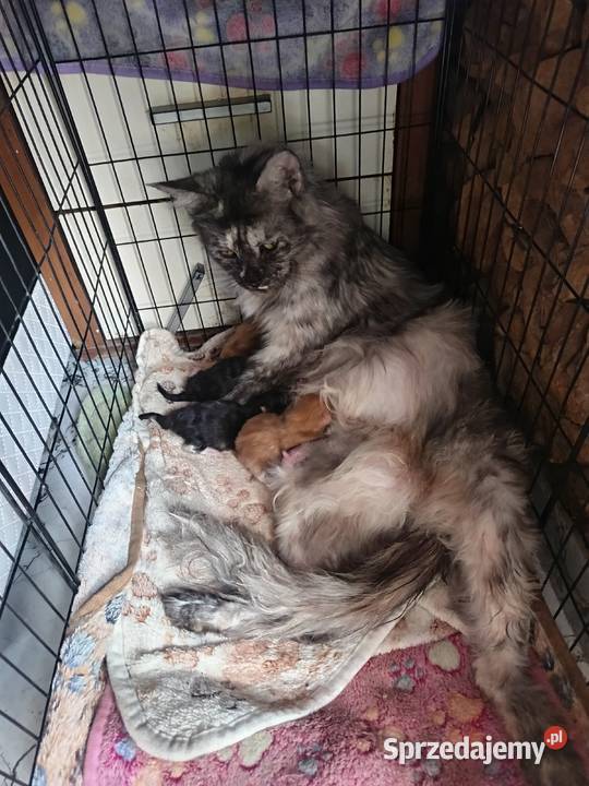 Kotka jedną szylkretka druga ruda Maine coon z Ostrowiec Świętokrzyski