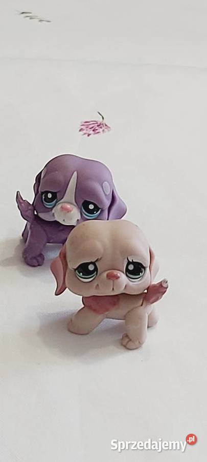 Pieski bernardy zestaw LPS Braniewo