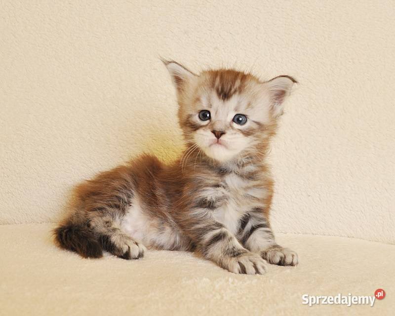 Sliczny kocurek z Rodowodem WCFPZF Legalna Maine Coon Białystok