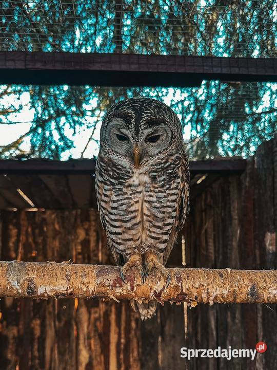Sowa Puszczyk Jarzębaty Strix Chacoensis 25 Marklowice Górne