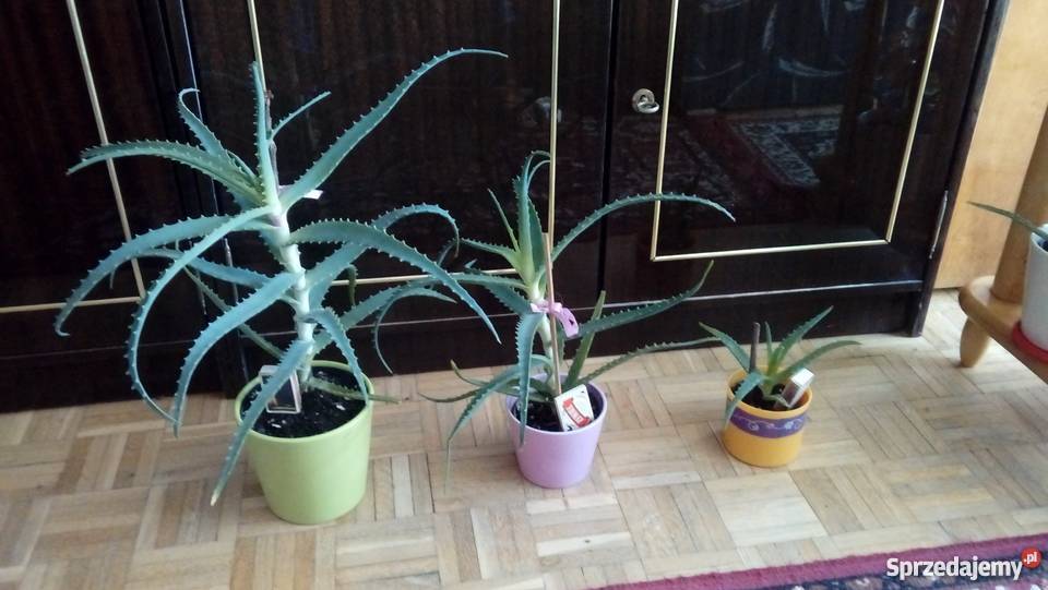 Aloes roślina doniczkowa dekoracyjna i zdrowotna odcienie zieleni Dekoracje i ozdoby mazowieckie Warszawa
