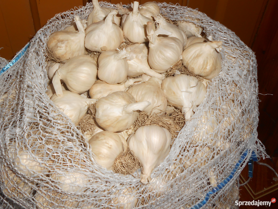 Czosnek wiosenny do sadzenia do jedzenia Rośliny Skała