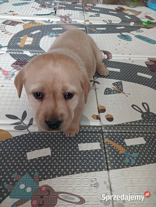 Labrador Retriever z Rodowodem Przemęt sprzedam