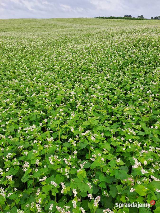 Mieszanka poplonowa gryka soczewica warmińsko-mazurskie