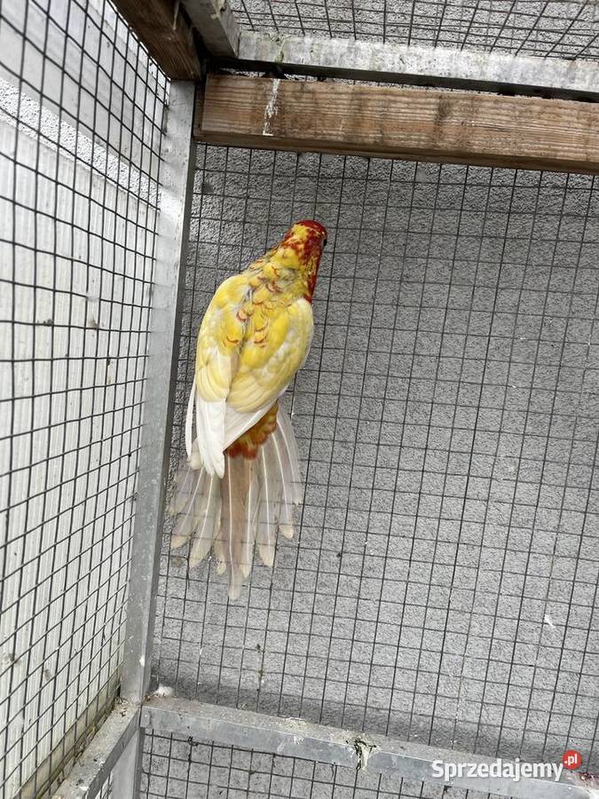 Rozelle królewskie para złotych pasteli Sośnicowice