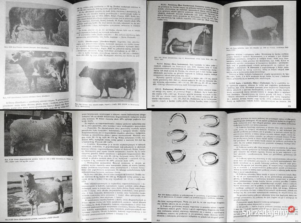 Zarys szczegółowej hodowli zwierząt Ewald lubelskie