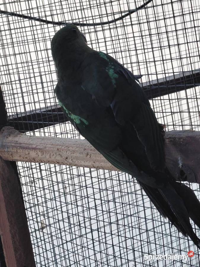 Szkarłatka Królewska Nakło nad Notecią sprzedam