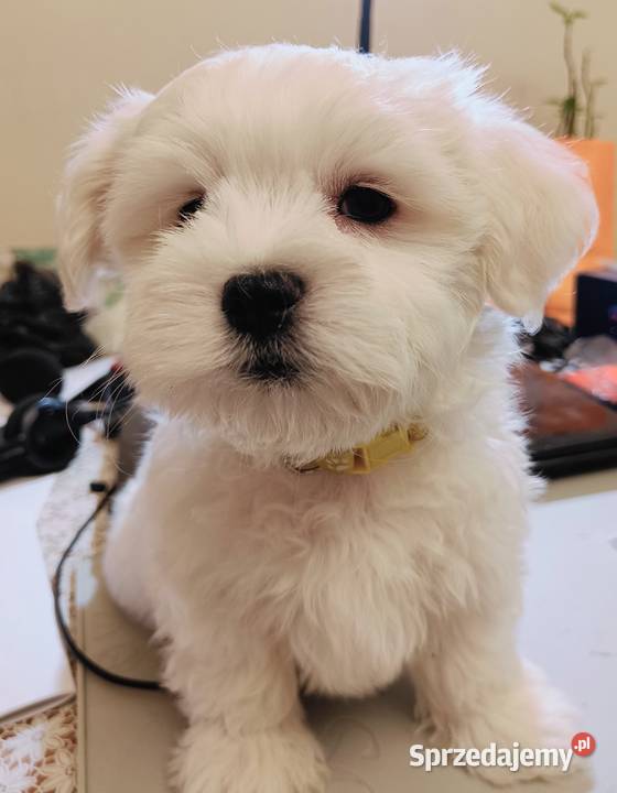 Maltańczykśliczny piesek Warszawa