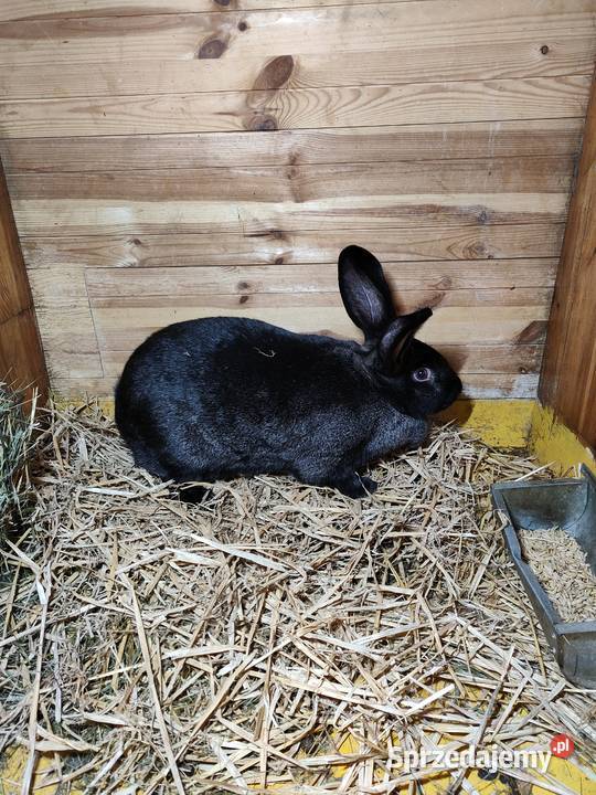 Sprzedam króliki Koluszki