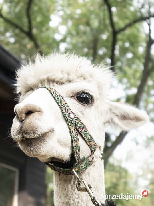 Sprzedam piękną alpakę samiec alpaki Warszawa