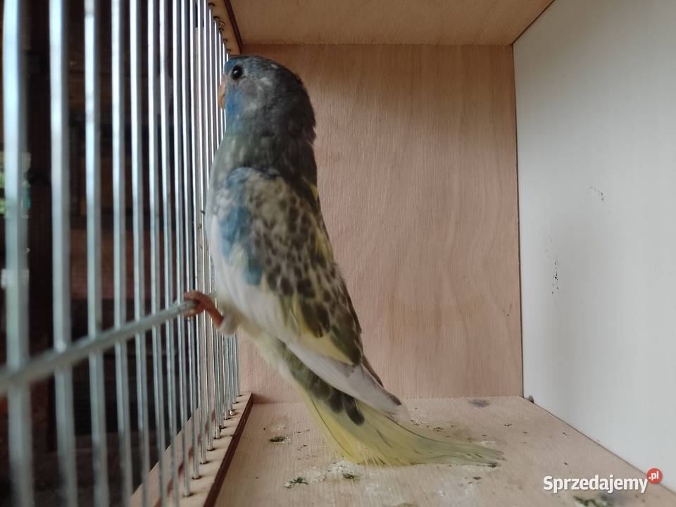 Papugi Łąkowki Wspaniałe Bochnia