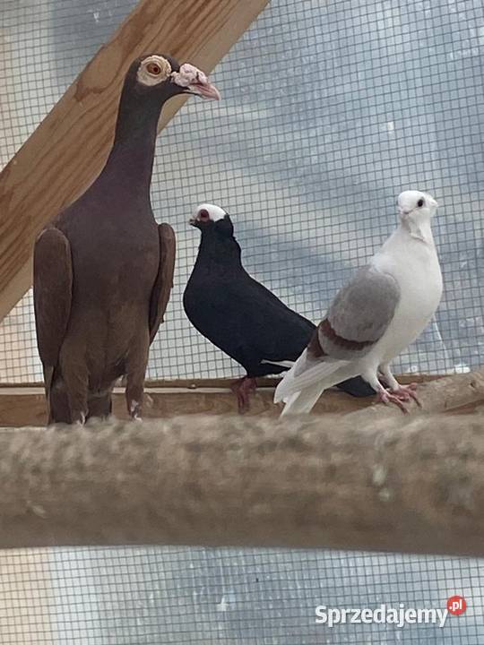 Sprzedam Kariery 150 Siepraw