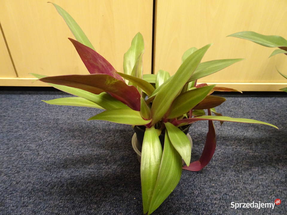 reo meksykańskie Warszawa sprzedam