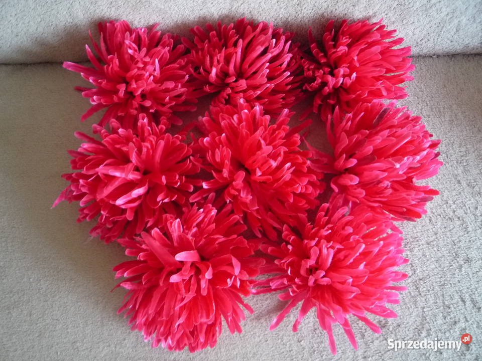 Duża 17 Astry Główka różowa żółta fioletowa zachodniopomorskie Szczecin