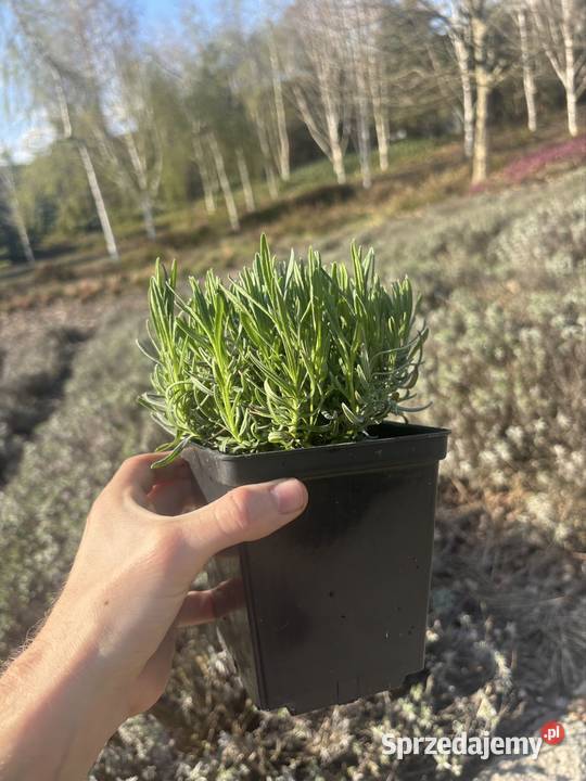Lawenda Dwarf Blue roczne sadzonki gęste Rzeszów