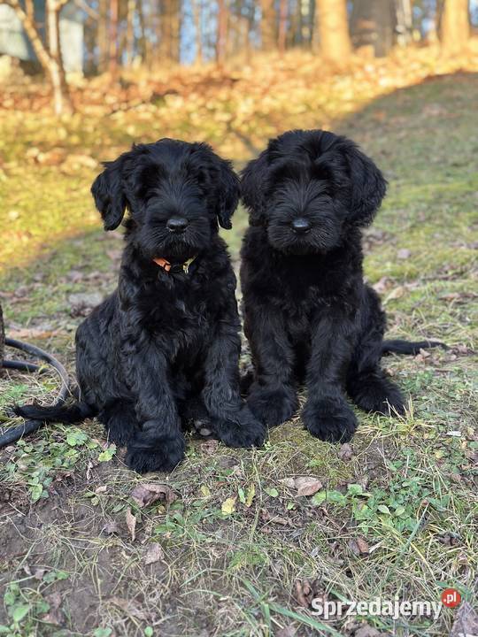 Sznaucer olbrzym piękna suczka FCI Sznaucer warmińsko-mazurskie