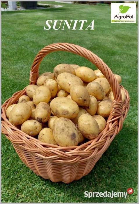 Ziemniak Sadzeniak SUNITA Królowa Ziemniaka Opalenica