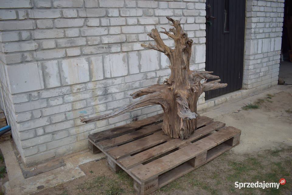 Korzeń ozdobny do ogrodu Pozostałe Połaniec