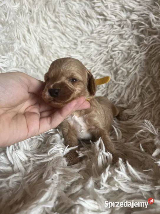 Piesek cockapoo mama cocker spaniel tata pudel Busko-Zdrój