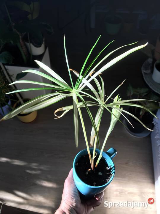 Cibora papirus wariegata Rośliny domowe mazowieckie Warszawa