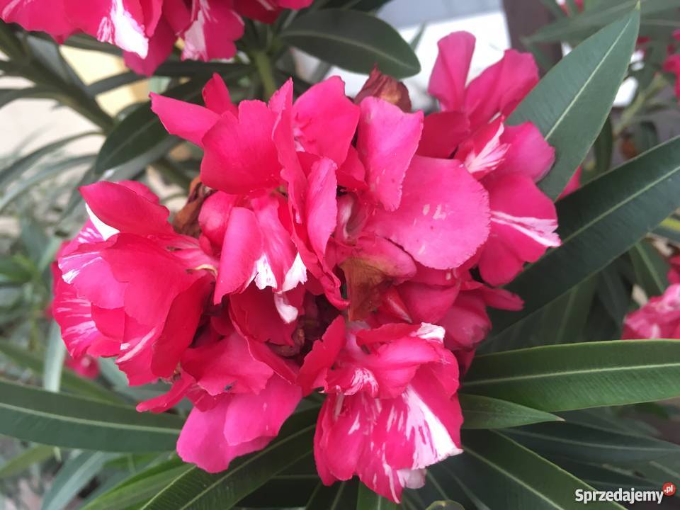 Sadzonki oleander Brzeźnica sprzedam