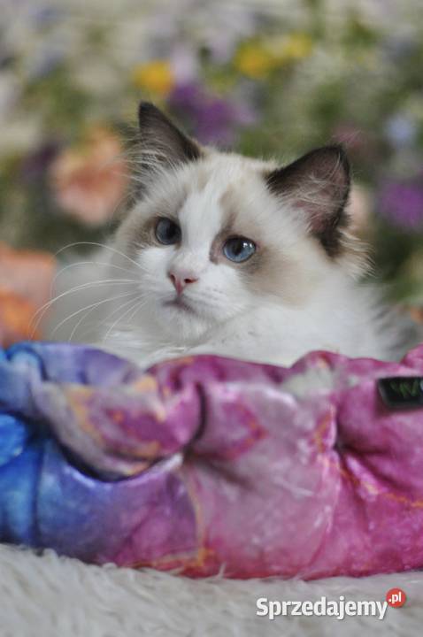 BEEBEE słodka koteczka ragdoll warmińsko-mazurskie Lidzbark Warmiński