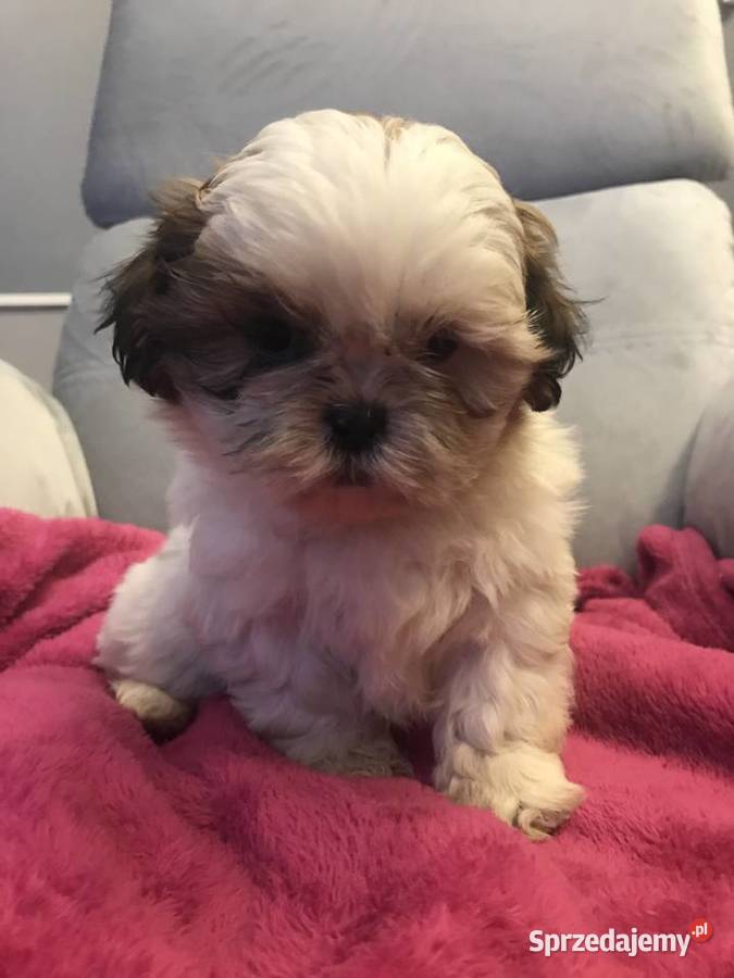 Shihtzu szczeniaki koło Krakowa Michałowice