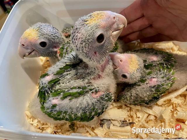 Amazonki oratrix Park Papug Kraków sprzedam