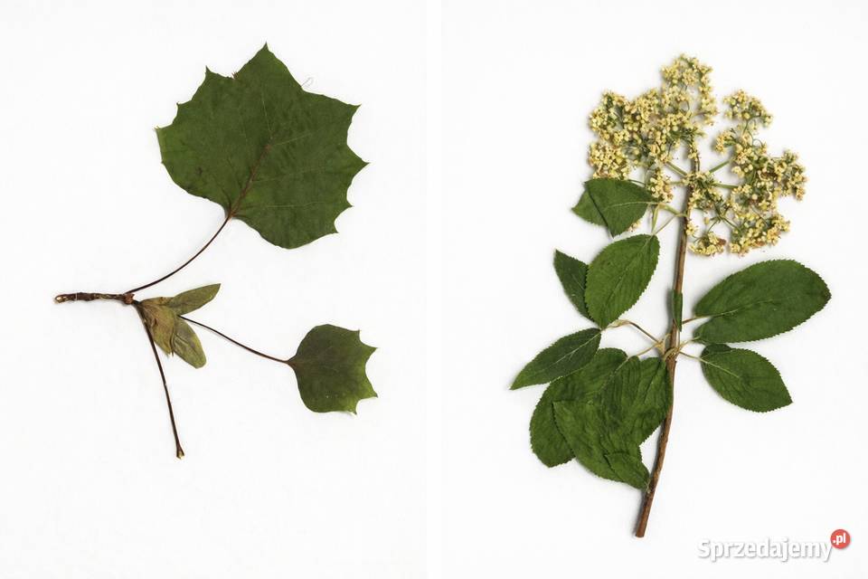 Wykonam zielnik podkarpackie Sanok