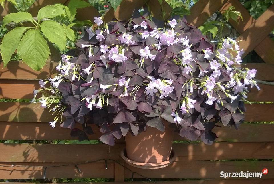 Szczawik trójkątny purpurowy koniczynka bulwy Pszczyna