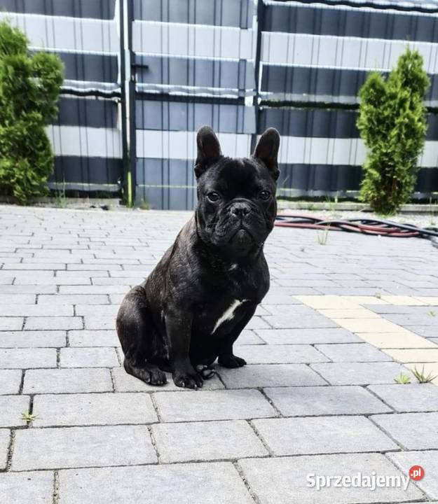 3 Letnia ZDROWA suczka Buldog Francuski łódzkie Łódź